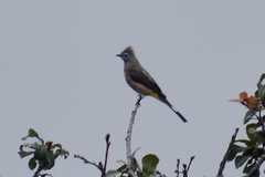 Ptiliogonys cinereus