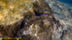 Parablennius gattorugine