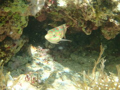 Halichoeres margaritaceus