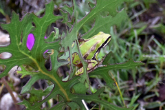 Hyla eximia