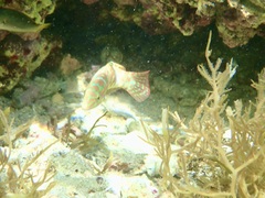 Halichoeres margaritaceus