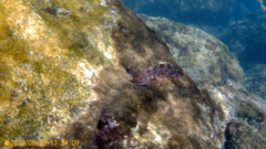 Parablennius gattorugine