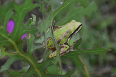 Hyla eximia