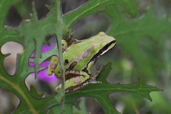 Hyla eximia