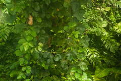 Canavalia cathartica