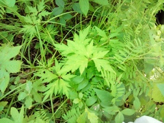 Aconitum stoloniferum