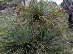 Dasylirion parryanum