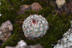 Mammillaria bombycina