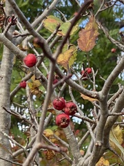 Crataegus phaenopyrum
