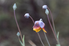 Calochortus barbatus