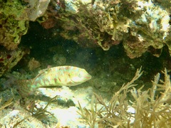 Halichoeres margaritaceus