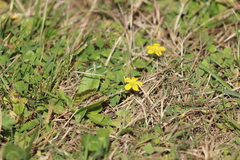 Oxalis exilis