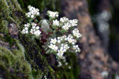 Sedum ebracteatum