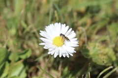 Toxomerus occidentalis