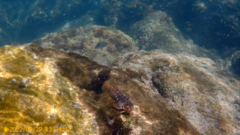 Parablennius gattorugine