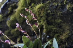 Dendrobium kingianum