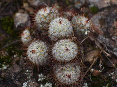 Mammillaria bombycina