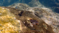 Parablennius gattorugine