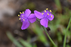 Tradescantia crassifolia