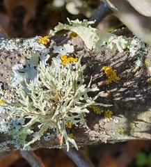 Ramalina sinensis