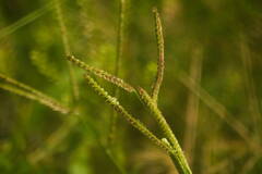 Paspalum fimbriatum
