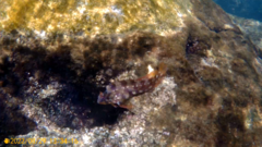 Parablennius gattorugine