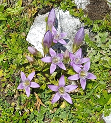 Gentianella aspera