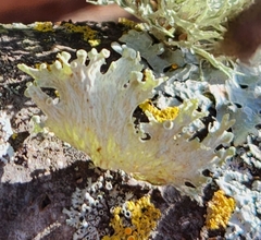 Ramalina sinensis