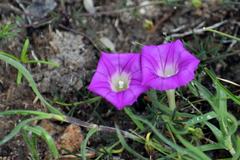 Ipomoea capillacea