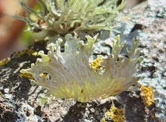 Ramalina sinensis