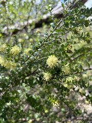 Melaleuca squarrosa