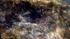 Parablennius gattorugine