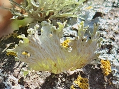 Ramalina sinensis