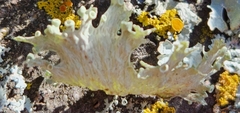 Ramalina sinensis
