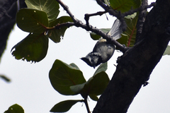 Baeolophus wollweberi