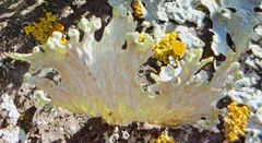 Ramalina sinensis