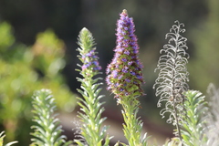 Echium candicans