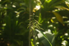 Sorghum × drummondii