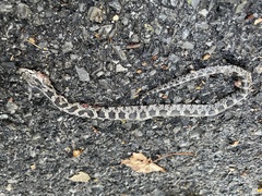 Pantherophis alleghaniensis