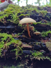 Kuehneromyces lignicola