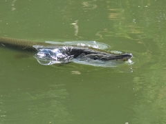 Atractosteus spatula