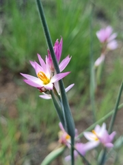 Olsynium scirpoideum