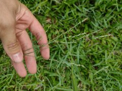 Panicum repens