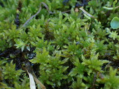Sphagnum