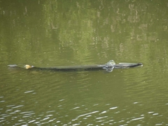 Atractosteus spatula