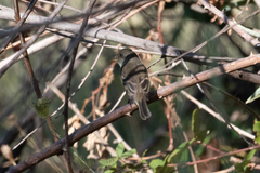 Empidonax