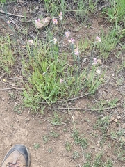 Olsynium scirpoideum