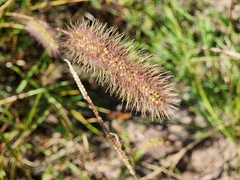 Setaria