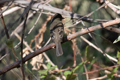 Empidonax
