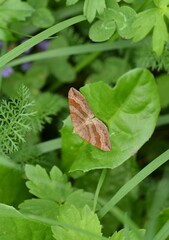 Scotopteryx chenopodiata